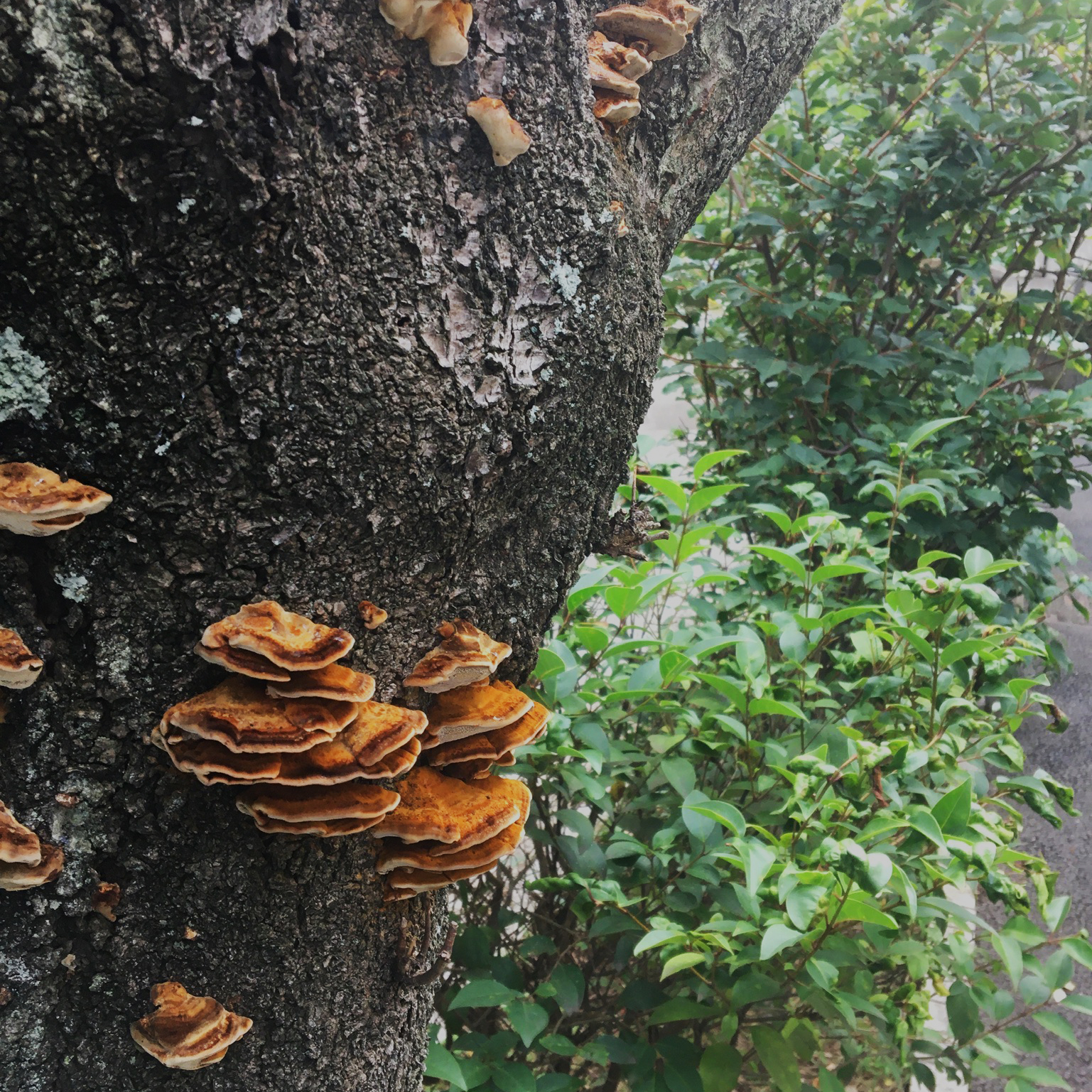 幹に生えるキノコ